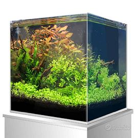 Acquario AMTRA Nanoscaping 30 in vetro extrachiaro