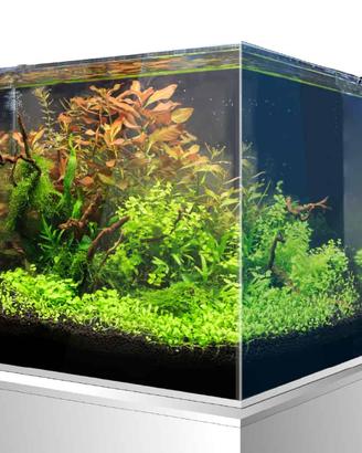 Acquario AMTRA Nanoscaping 30 in vetro extrachiaro