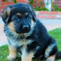 Cuccioli di Pastore Tedesco - Prenotabili