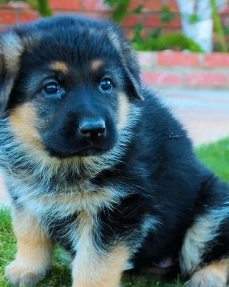 Cuccioli di Pastore Tedesco - Prenotabili