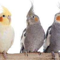 Baby calopsiti allevate a mano colori assortiti