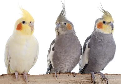 Baby calopsiti allevate a mano colori assortiti