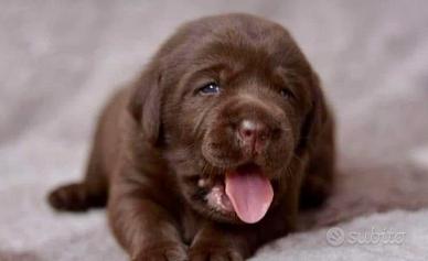 Labrador Chocolate cuccioli