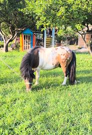 mini pony