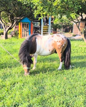mini pony