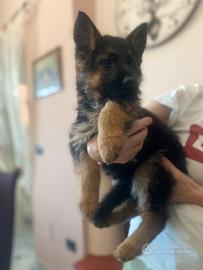Cuccioli Pastore tedesco