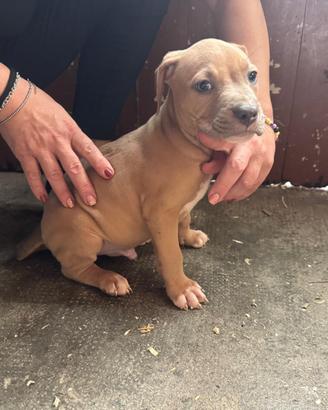 American pitbull terrier