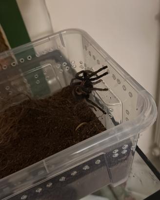 Tarantola ragno