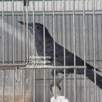 Passero solitario maschio