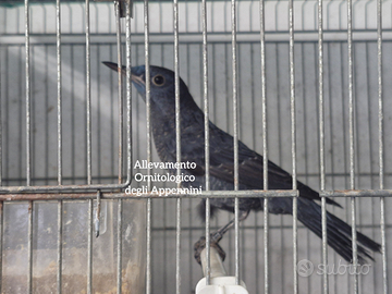 Passero solitario maschio