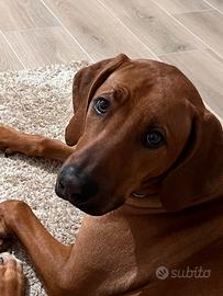 Rhodesian ridgeback