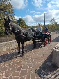 Femmina Murgese 14 anni sella e attacchi