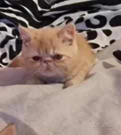 Cucciola exotich shorthair 