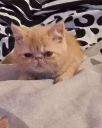 Cucciola exotich shorthair 