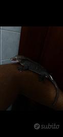 Geco Axanthic