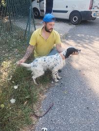 Setter Inglese femmina 15 mesi