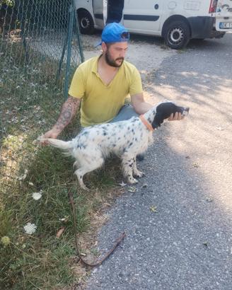 Setter Inglese femmina 15 mesi