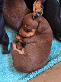 Cuccioli di bassotto tedesco nano