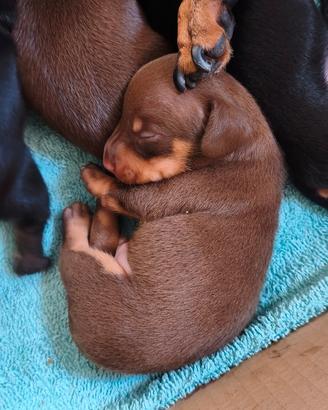 Cuccioli di bassotto tedesco nano