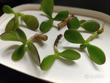 5 Talee Albero di Giada (Crassula Ovata) + 1 IN RE