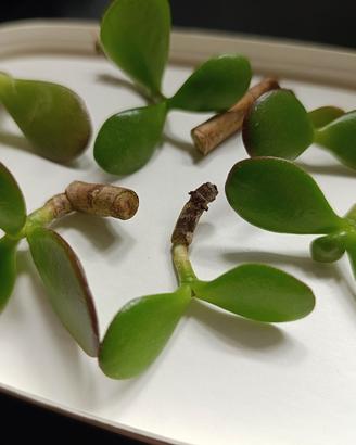 5 Talee Albero di Giada (Crassula Ovata) + 1 IN RE