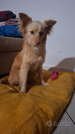 Cucciola futura taglia piccola-media