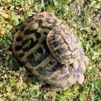 Tartarughe da terra, testudo hermanni