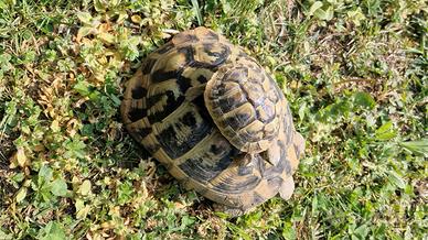 Tartarughe da terra, testudo hermanni