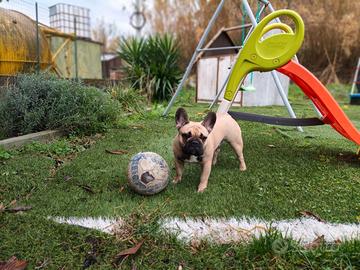 Bulldog francese disponibile per monta