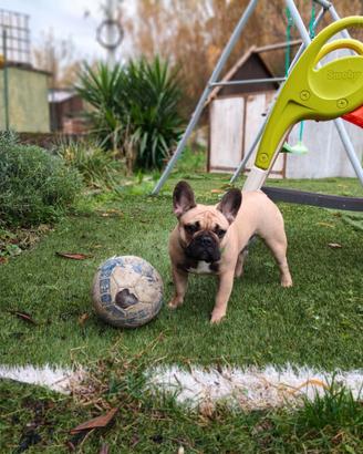Bulldog francese disponibile per monta