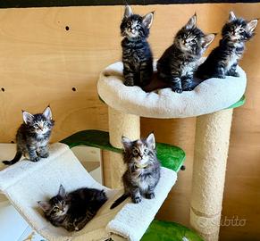 Cuccioli Norvegesi delle foreste