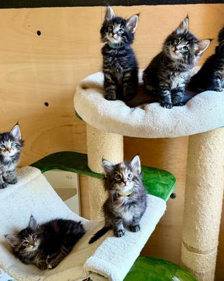 Cuccioli Norvegesi delle foreste