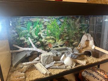 Serpente del grano con teca allestita