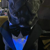 French BulldogFrancese-Bulldogue Francais da monta