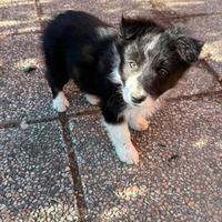 Cucciola di border collie femmina