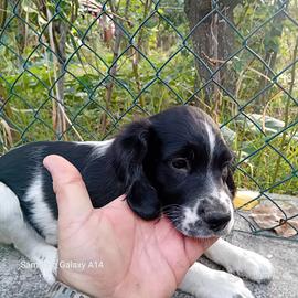 Cuccioli maschi di Espagnel Breton
