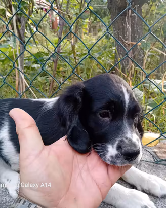 Cuccioli maschi di Espagnel Breton