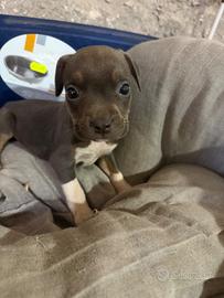 Pit bull