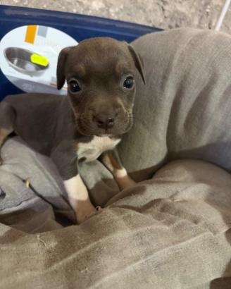 Pit bull