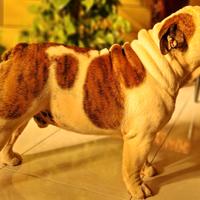 Bulldog inglese accoppiamento