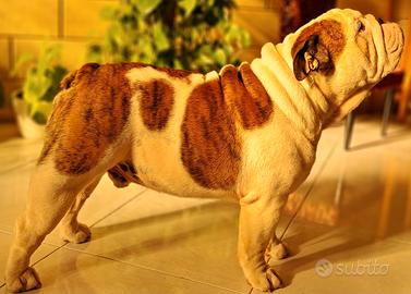Bulldog inglese accoppiamento