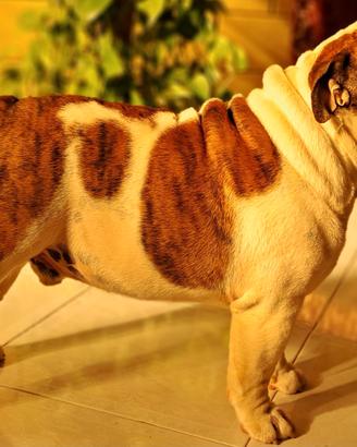 Bulldog inglese accoppiamento