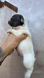 Bulldog francese