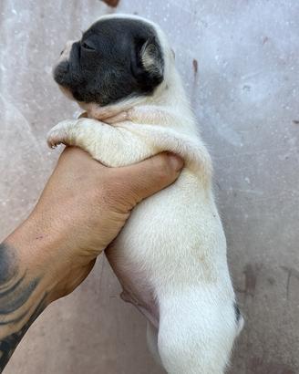 Bulldog francese