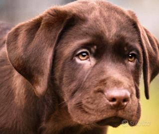 Cuccioli di Labrador