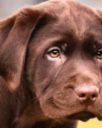 Cuccioli di Labrador