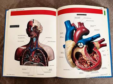 Conoscere il Corpo Umano - Atlante Anatomia - Libri e Riviste In vendita a  Isernia