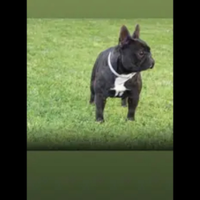 Bulldog francese