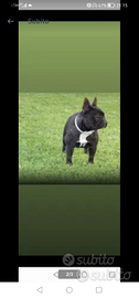 Bulldog francese