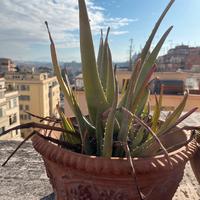 Pianta aloe con cesto ceramica uva